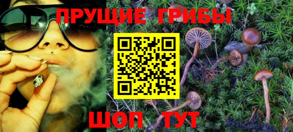 Псилоцибиновые грибы Psilocybe Прокопьевск